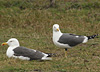 juvenile LBBG in October, ringed in Norway. (131273 bytes)